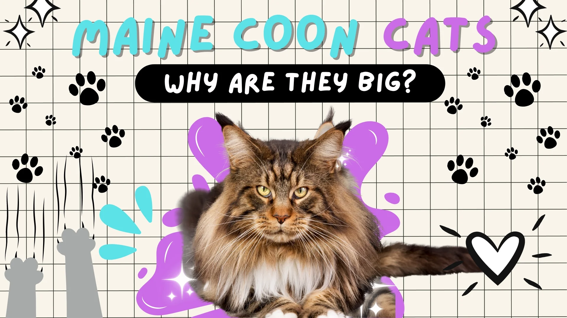 Unveiling the Giants: Why Are Maine Coons So Big?