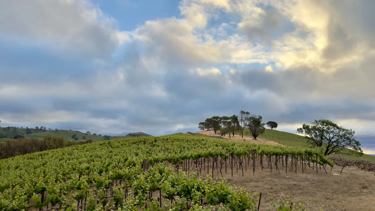 Captivating Wine Tours in Napa Valley 2026