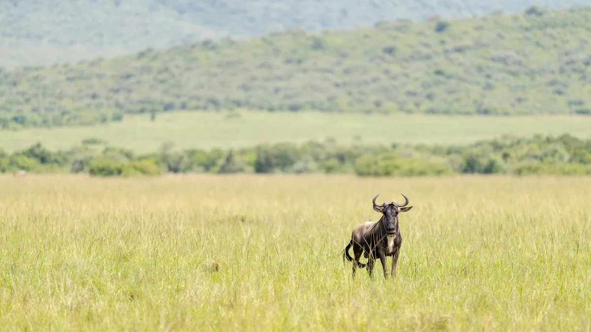 Serengeti's Ultimate Safari Experience 2026