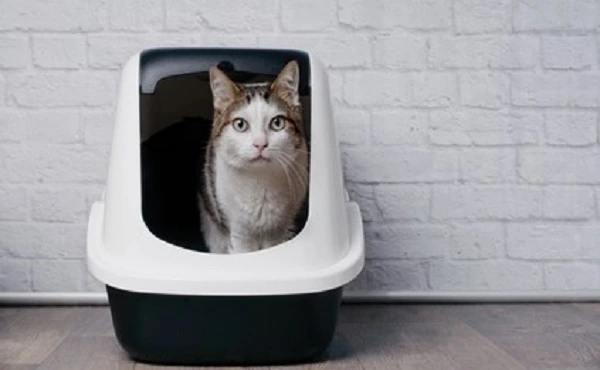 Travel with a Cat Litter Box