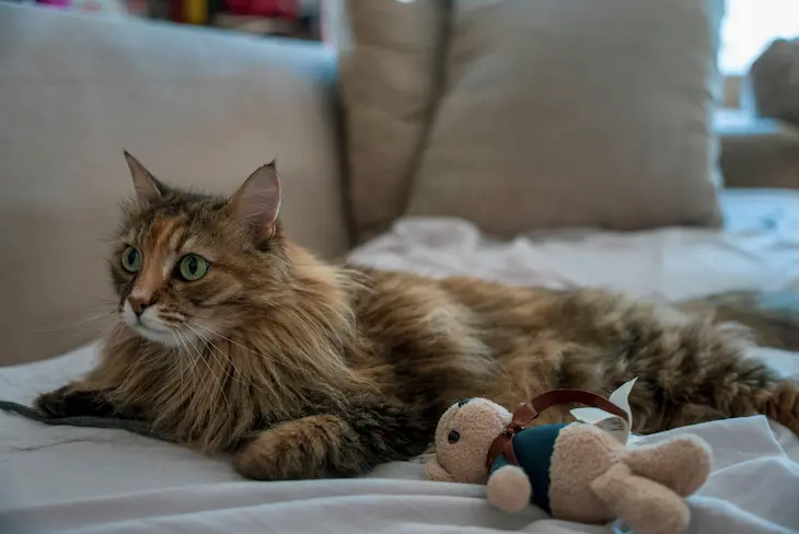 Unveiling the Giants: Why Are Maine Coons So Big?