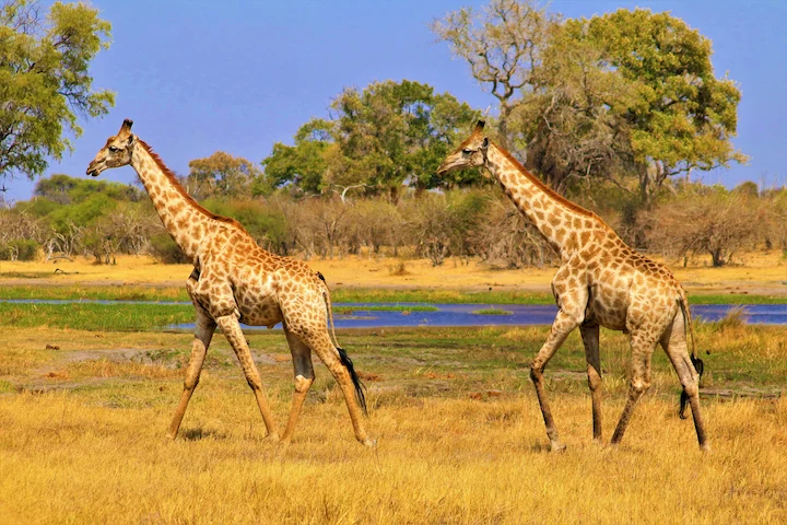 5 Reasons You Should Visit The Okavango Delta