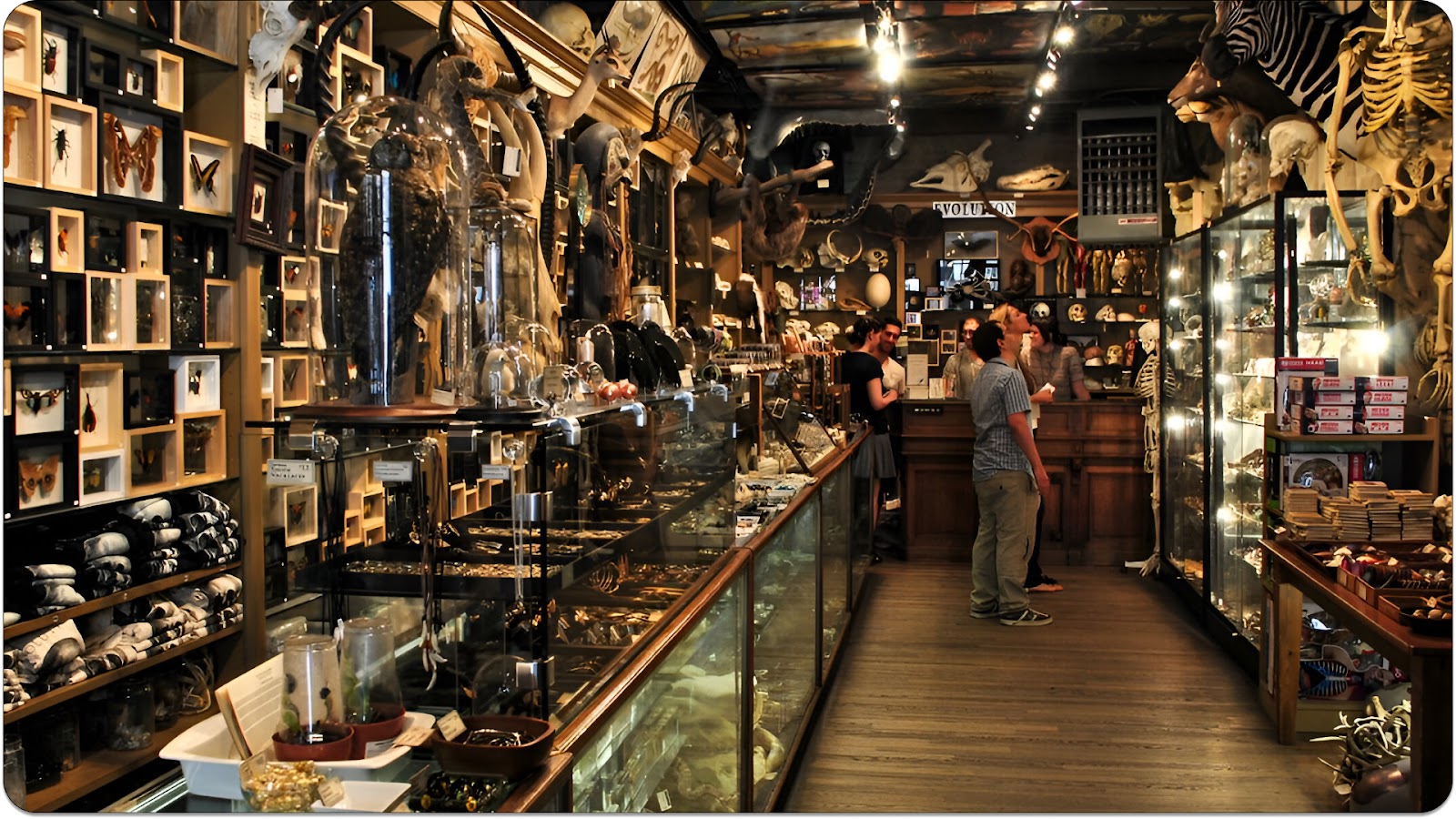 Evolution store